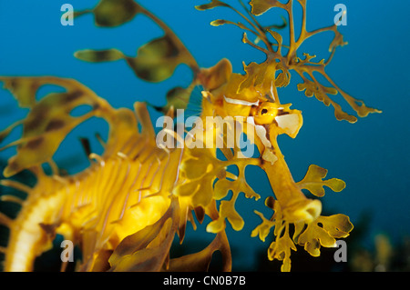Seadragon feuilles, Phycodorus eques, dans l'eau bleu foncé de l'Australie. Banque D'Images