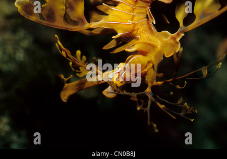 Seadragon feuilles, Phycodorus eques, dans l'obscurité. Banque D'Images