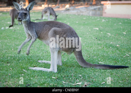 Les kangourous dans le parc national de Yanchep près de Perth, Australie occidentale Banque D'Images