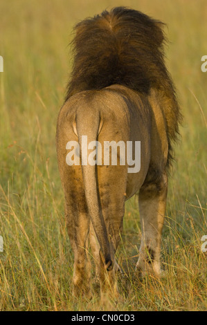 La crinière noire lion debout en plaine-Vue arrière Banque D'Images