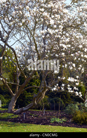 Magnolia X Soulangeana 'Rubra' ' (rose) et Magnolia X Soulangeana 'Alba Superba' (blanche) à Hillier Gardens, Hampshire Banque D'Images