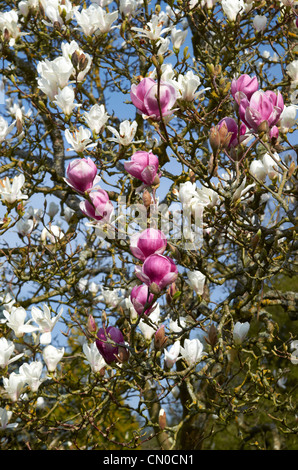 Magnolia X Soulangeana 'Rubra' ' (rose) et Magnolia X Soulangeana 'Alba Superba' (blanche) à Hillier Gardens, Hampshire Banque D'Images