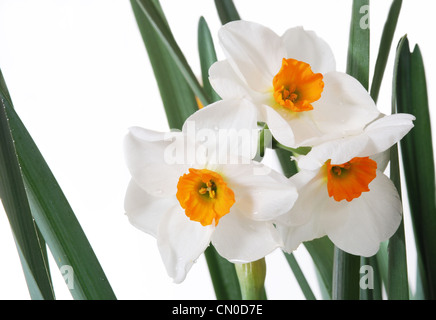 Jonquilles, narcisses, blanc avec les Orange centers. Banque D'Images