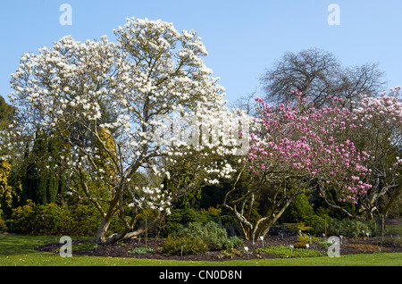 Magnolia X Soulangeana 'Rubra' ' (rose) et Magnolia X Soulangeana 'Alba Superba' (blanche) à Hillier Gardens, Hampshire Banque D'Images