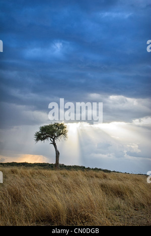 Les arbres d'Acacia, tempête et rayons, Masai Mara National Reserve, Kenya, Africa Banque D'Images