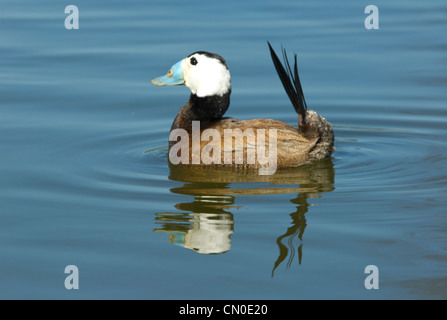 L'érismature à tête blanche (Oxyura leucocephala) Banque D'Images