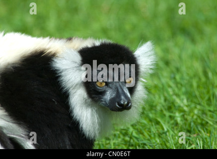 Noir et blanc de la Gélinotte Lemur (Le Varecia variegata) Banque D'Images