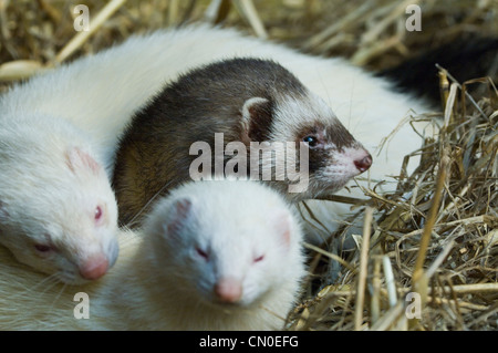 Furet européen / putois (Mustela putorius) Banque D'Images