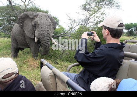 Un éléphant ressemble à l'appareil photo alors qu'un touriste prend une photo de lui. Les Lions des sables bitumineux, Kruger NP, Afrique du Sud. Banque D'Images