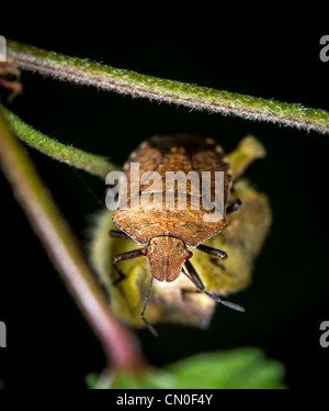 Brown (Dictyotus caenosus bug shield), vue antérieure Banque D'Images