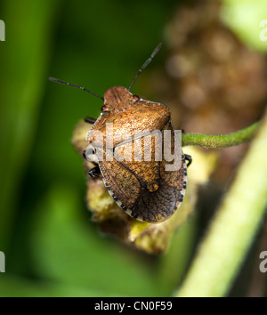 Brown (Dictyotus caenosus bug shield), vue dorsale Banque D'Images