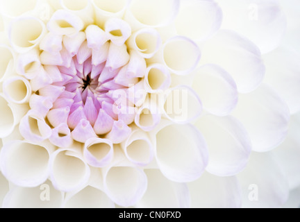 Dahlia 'Josie Gott, Close up de violet et pétales blancs ouvrant sur une fleur. Banque D'Images