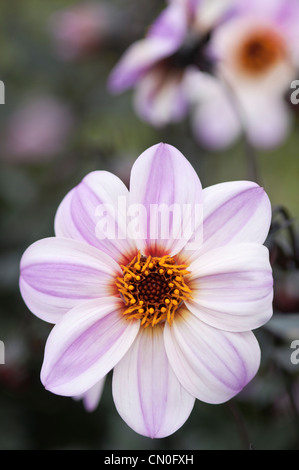 Dahlia 'Candy Eyes', Dahlia Banque D'Images