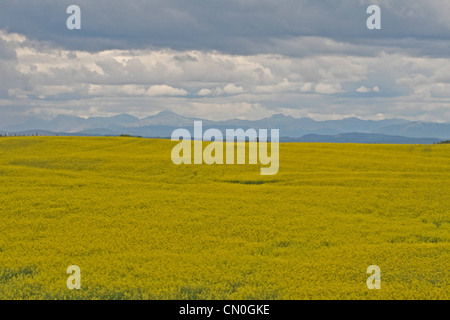 Le grain des Prairies moderne ferme près des rocheuses canadiennes. domaine de canola. Banque D'Images