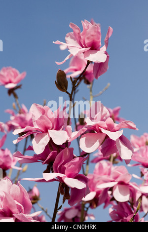Magnolia 'J.C. Williams' fleurit contre un fond de ciel bleu. Banque D'Images