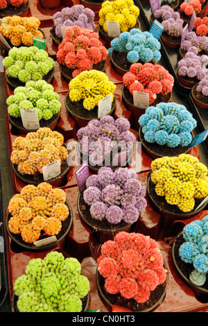 Cactus de couleur dans un centre jardin. Cambrils, Tarragone, Catalogne, Espagne Banque D'Images