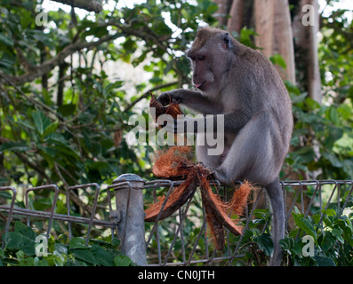 Monkey eating coconut à Ubud, Indonésie Banque D'Images