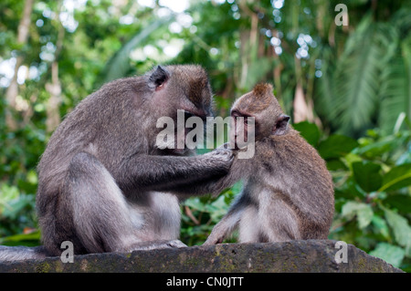 Des singes dans la forêt des singes Ubdu l'Indonésie Banque D'Images