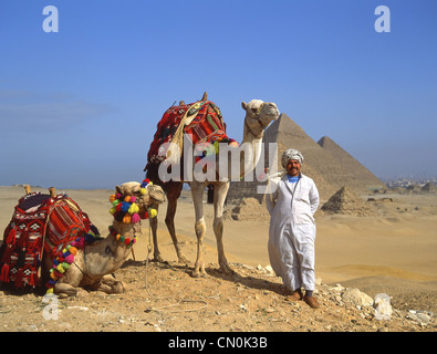 Chamelier avec des chameaux, les grandes pyramides de Gizeh, gouvernorat de Guizeh, République de l'Égypte Banque D'Images