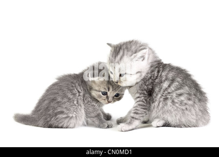 Deux petits chatons isolé sur le livre blanc Banque D'Images