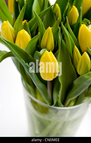 Près d'un vase de tulipes jaune Banque D'Images