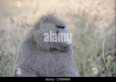 Le babouin Olive - babouin Anubis (Papio anubis) Portrait d'un homme NP Lac Nakuru au Kenya - Afrique de l'Est Banque D'Images