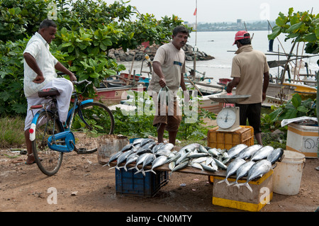 Les pêcheurs vendent leurs prises de thon au marché aux poissons de Galle sur le rivage de décrochage Fort Galle Sri Lanka Banque D'Images