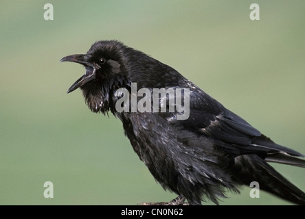 Grand corbeau (Corvus corax) sud-est de l'Alaska. Un héros de la tribu tlingit de l'Alaska. Banque D'Images