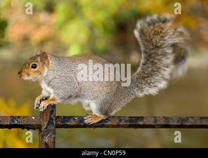 Profil de côté un écureuil assis sur les grilles d'une clôture dans le parc au cours de l'automne. Banque D'Images