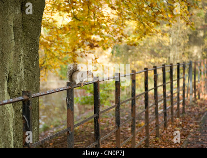 Un écureuil se trouve sur les grilles d'une clôture dans le parc se tourne vers l'appareil photo Banque D'Images