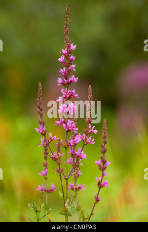 Seule la salicaire (Lythrum salicaria) on meadow Banque D'Images