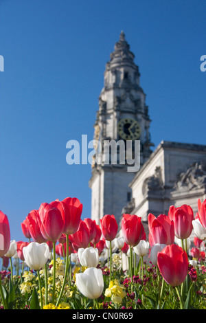 Tour de l'horloge de l'Hôtel de ville de Cardiff avec des tulipes en premier plan Cardiff South Wales UK Banque D'Images