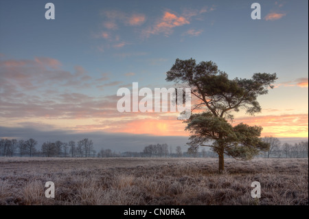 Seul le pin sylvestre (Pinus sylvestris) sur la glace d'Heath, tôt un matin d'hiver. Banque D'Images