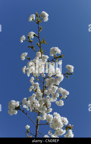 White cherry blossom Banque D'Images