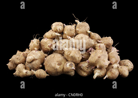 Légumes Sunroot isolé sur fond noir, l'Helianthus tuberosus Banque D'Images