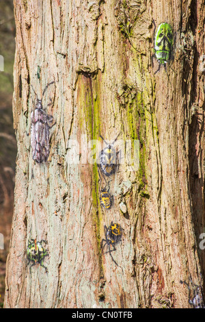 Des troncs en décomposition avec des photos de coléoptères et autres insectes peints sur l'écorce Banque D'Images