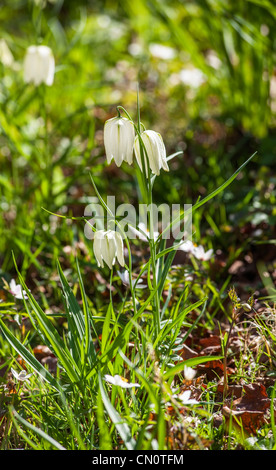 Fritillaria meleagris, la tête du serpent Fritillary, au printemps en Angleterre, variété blanche. Banque D'Images