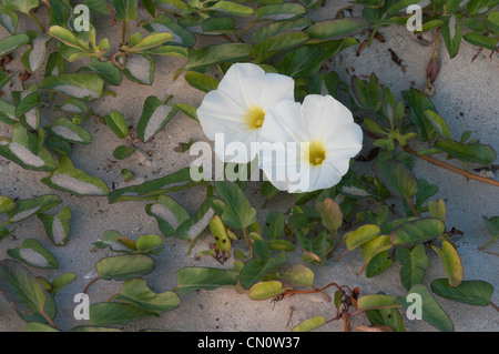 Beach gloire du matin, gloire du matin, Fiddleleaf Ipomoea imperati Banque D'Images