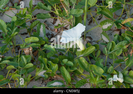 Beach gloire du matin, gloire du matin, Fiddleleaf Ipomoea imperati Banque D'Images