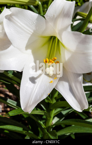 Lily de Pâques, Lilium longiflorum, aux jardins de Bellingrath, Alabama, au début du printemps. Banque D'Images