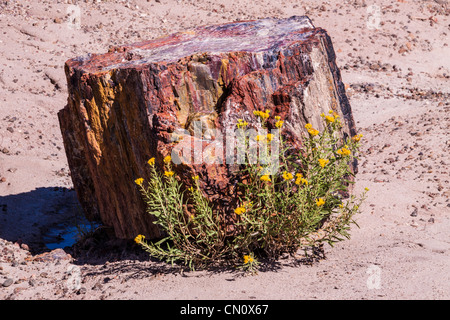 Journaux pétrifié dans la région de la forêt de cristal de Petrified Forest National Park en Arizona. Banque D'Images