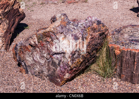 Journaux pétrifié dans la région de la forêt de cristal de Petrified Forest National Park en Arizona. Banque D'Images