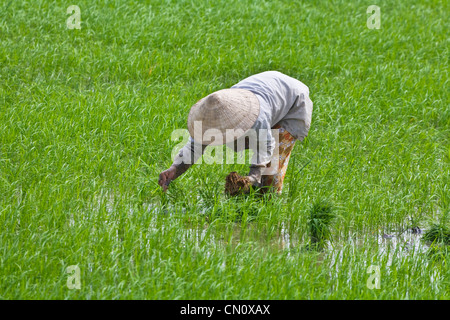 Farmer portant chapeau conique la plantation des plants de riz sur le delta du Mékong, Can Tho, Vietnam Banque D'Images