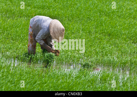 Farmer portant chapeau conique la plantation des plants de riz sur le delta du Mékong, Can Tho, Vietnam Banque D'Images