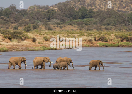 Les éléphants traversant Uaso Nyiro (Loxodonta africana) Banque D'Images