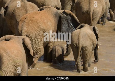 Avec bébé éléphants traversant Uaso Nyiro (Loxodonta africana) Banque D'Images