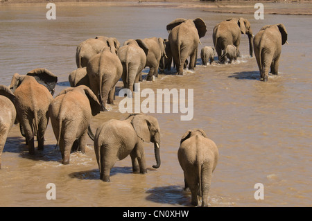 Avec les bébés éléphants traversant Uaso Nyiro (Loxodonta africana) Banque D'Images