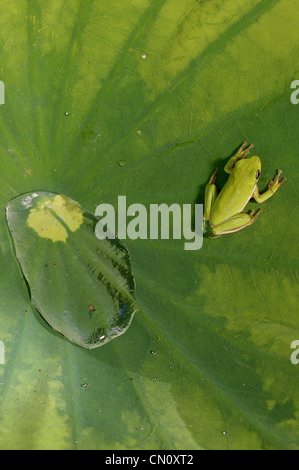 Rainette verte, Hyla cinerea, amphibien Banque D'Images