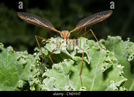Cranefly (Tipula) sur des feuilles de chou frisé de rosée. Banque D'Images