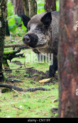 Le Sanglier - Sus scrofa Banque D'Images